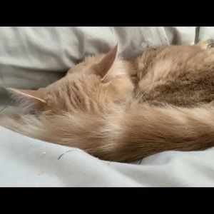 Meet your Posher, Autumn